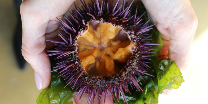 eat-sea-urchin