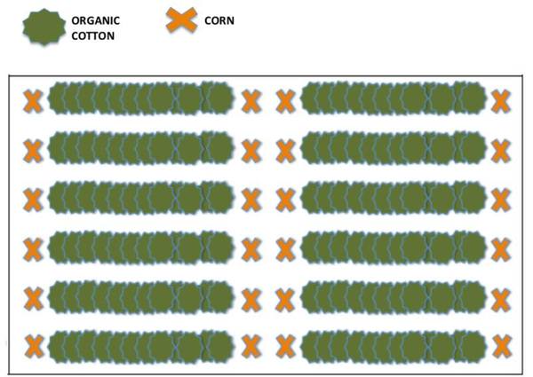 No pesticides organic farming