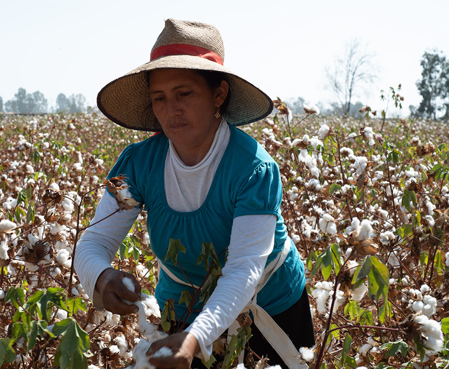 organic cotton clothing harvesting pima cotton