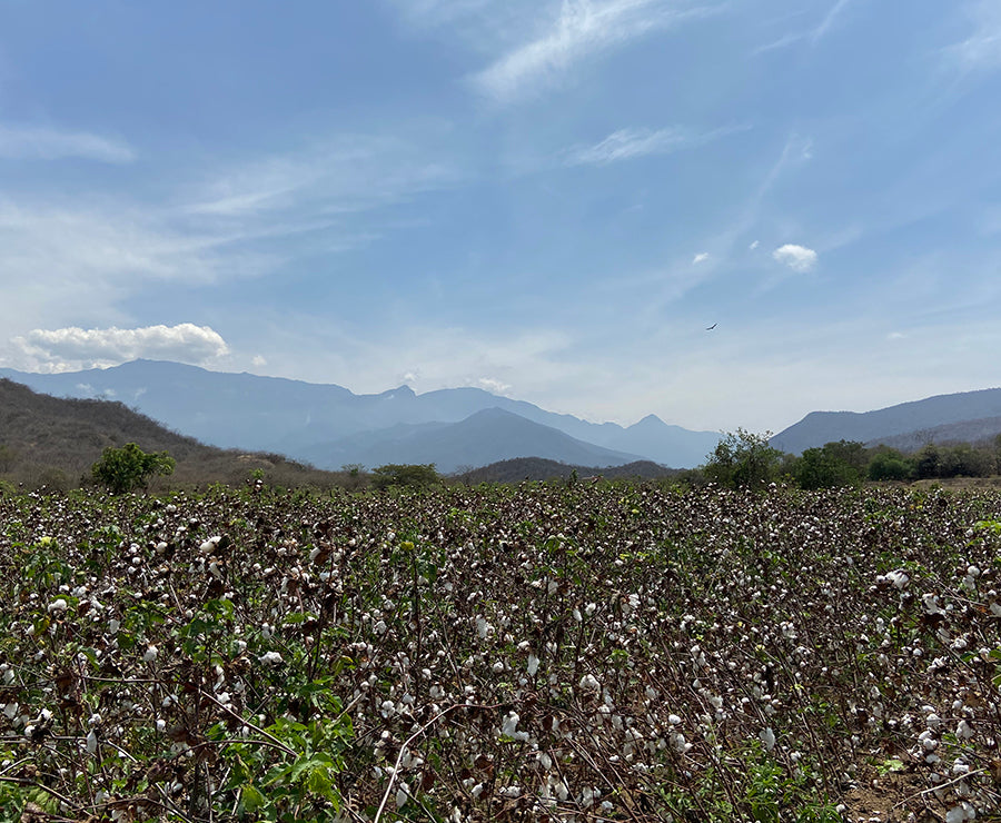 organic pima cotton farm peru