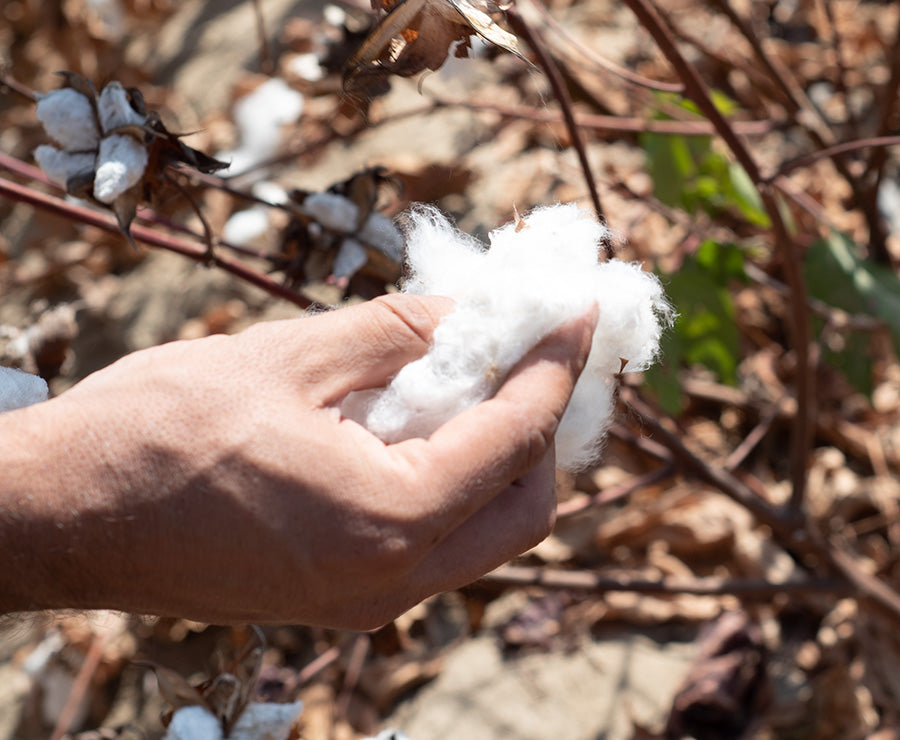 peruvian pima organic cotton for clothing