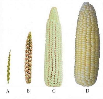 Identifying Risk in Food Science Genetic Modification in Food and Ingredients