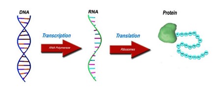 What is epigenetics how genes get read