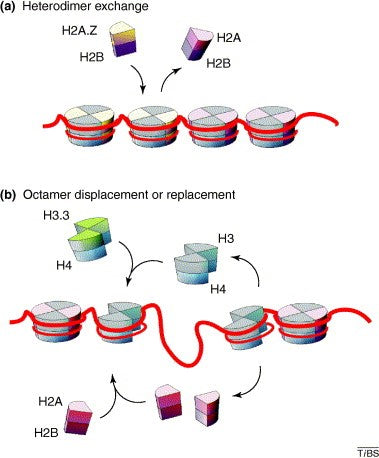 What is epigenetics alternative histones versions