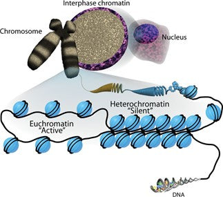 What is epigenetics histones swapping