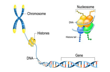 What is epigenetics histones