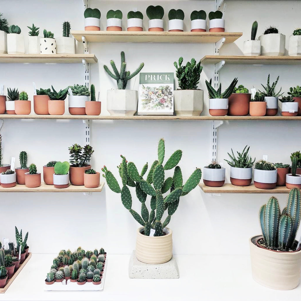 Prick London plant shop - Brands we love owned by Women of Colour