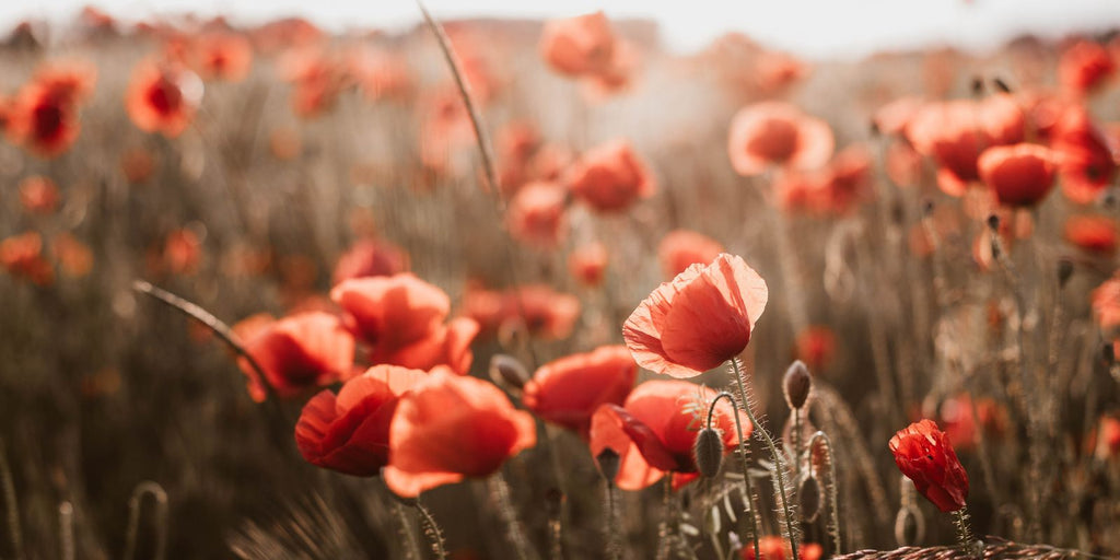 Poppies