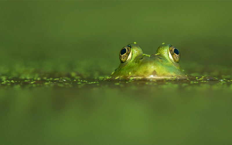 Iss diese Froschtechnik