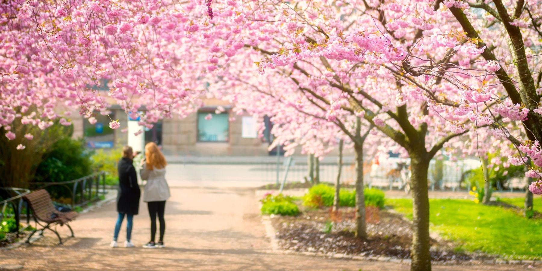 Blossom Park Amsterdam