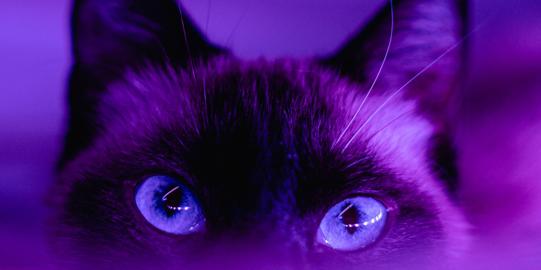 Katze mit lila Augen