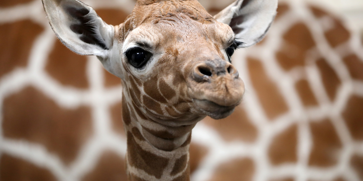 Safari park de Beeksebergen