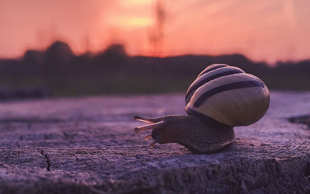 Slow-Fashion-Schnecke