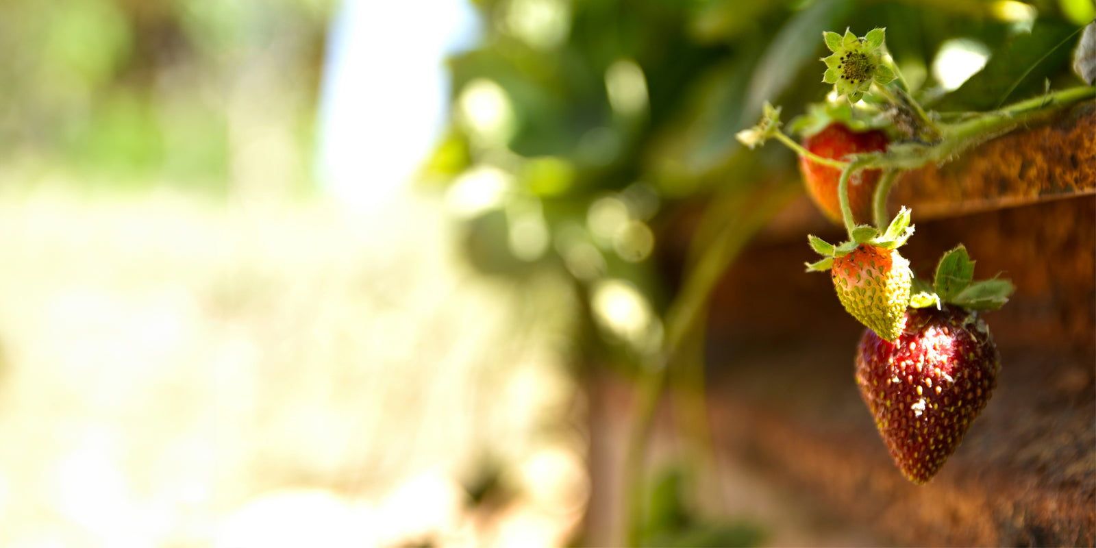 aardbeien soorten