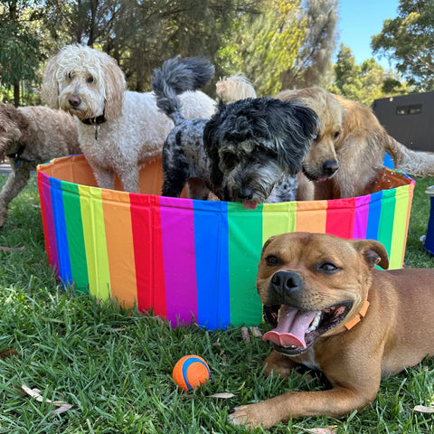 Rainbow dog pool fits lots of cavoodles | Dog pools Australia
