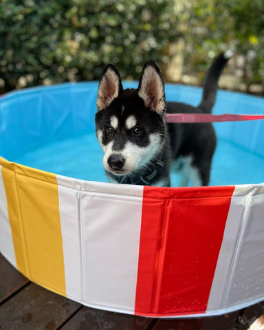 Husky puppy pool in bright beach ball colours