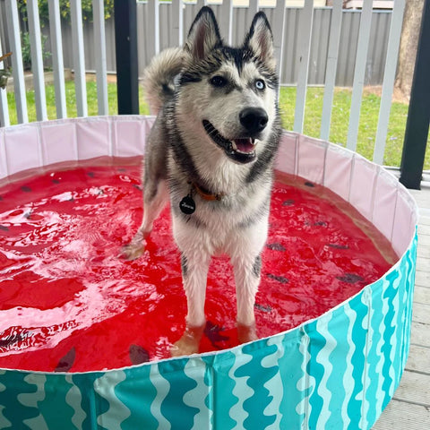 Husky in a watermelon dog pool that is portable great way to cool down your dog