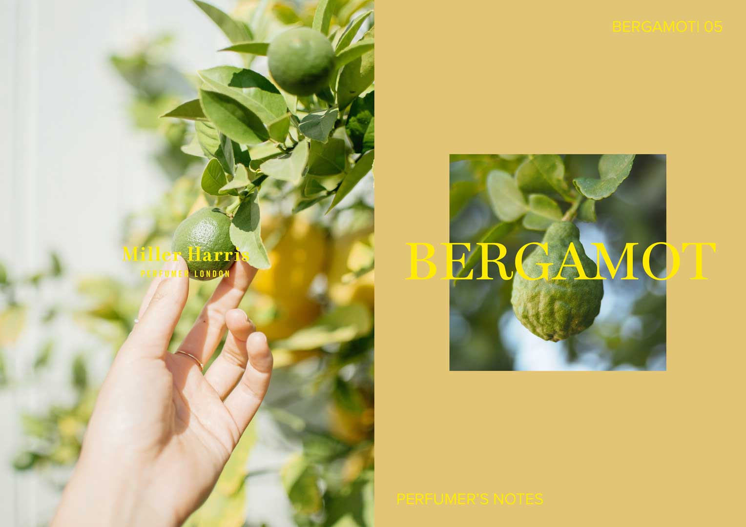 Bergamot-Scented Perfumes