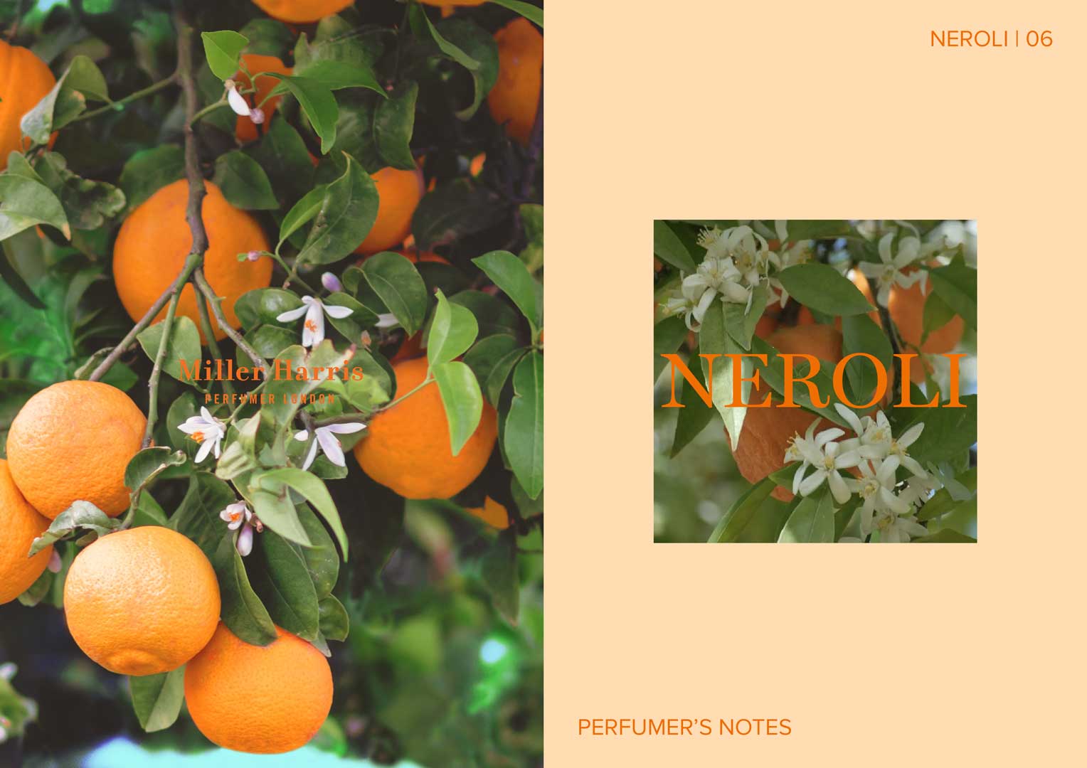Meet #Neroli. Citrusy, floral, green, and slightly bitter, it's a bold,  beautiful top note of our Alhambra scent. ##perfume #perfumery…