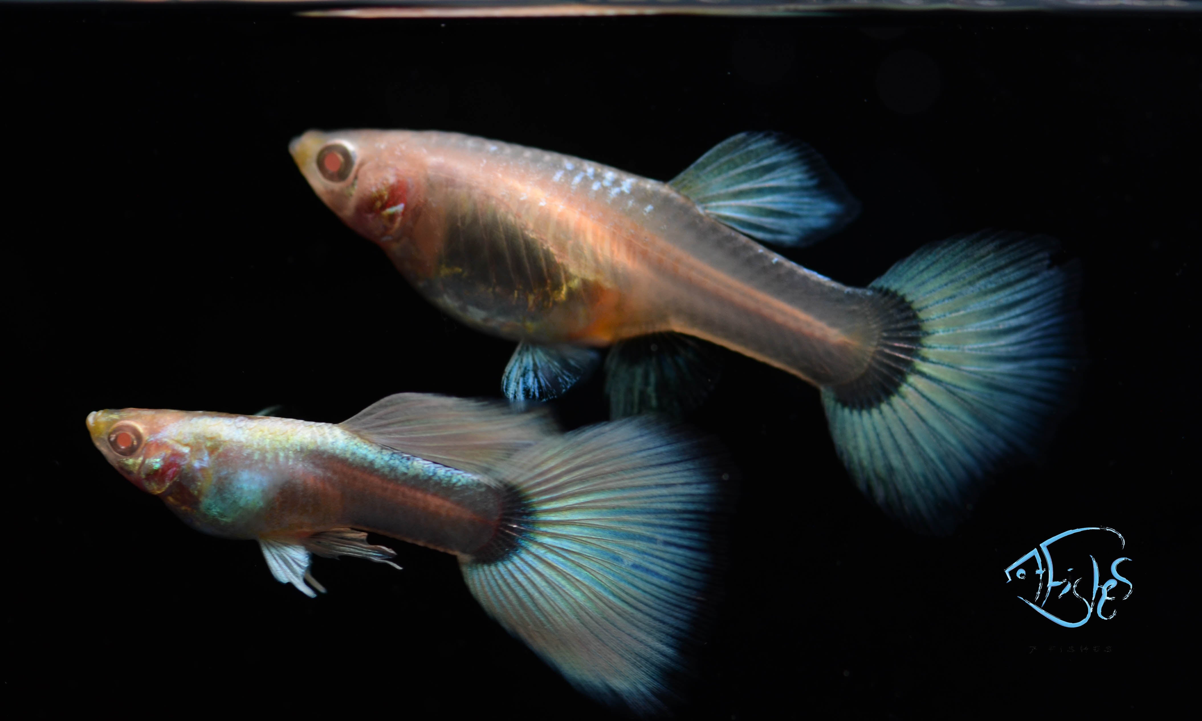 platinum albino guppy