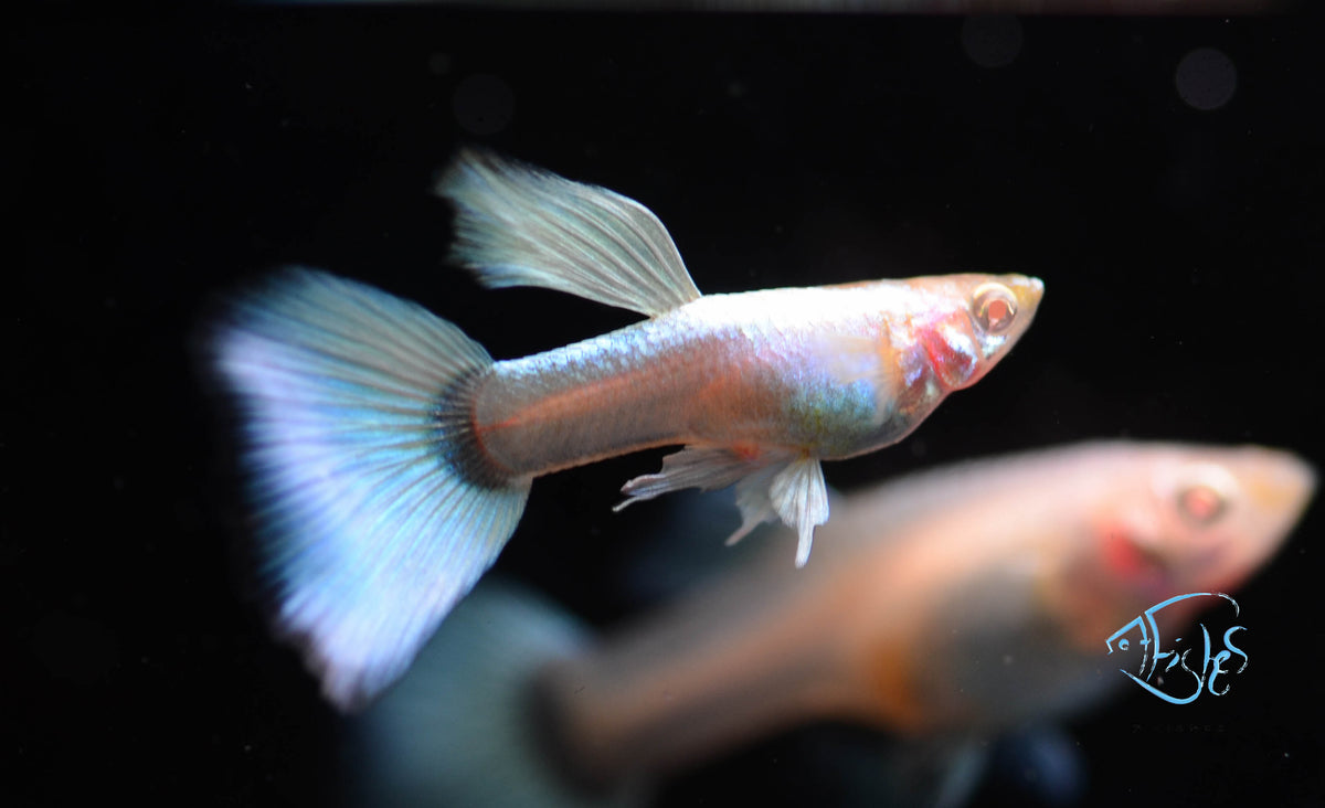 platinum albino guppy