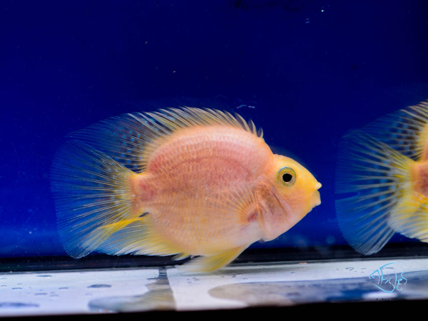 Juvenile Yellow Cichlid Parrot | Seven Fishes