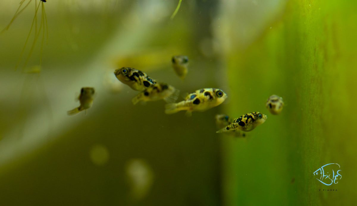 pea puffer for sale sydney