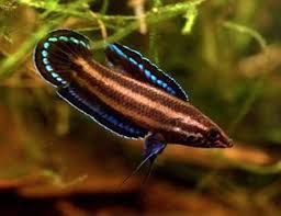 blue line licorice gourami