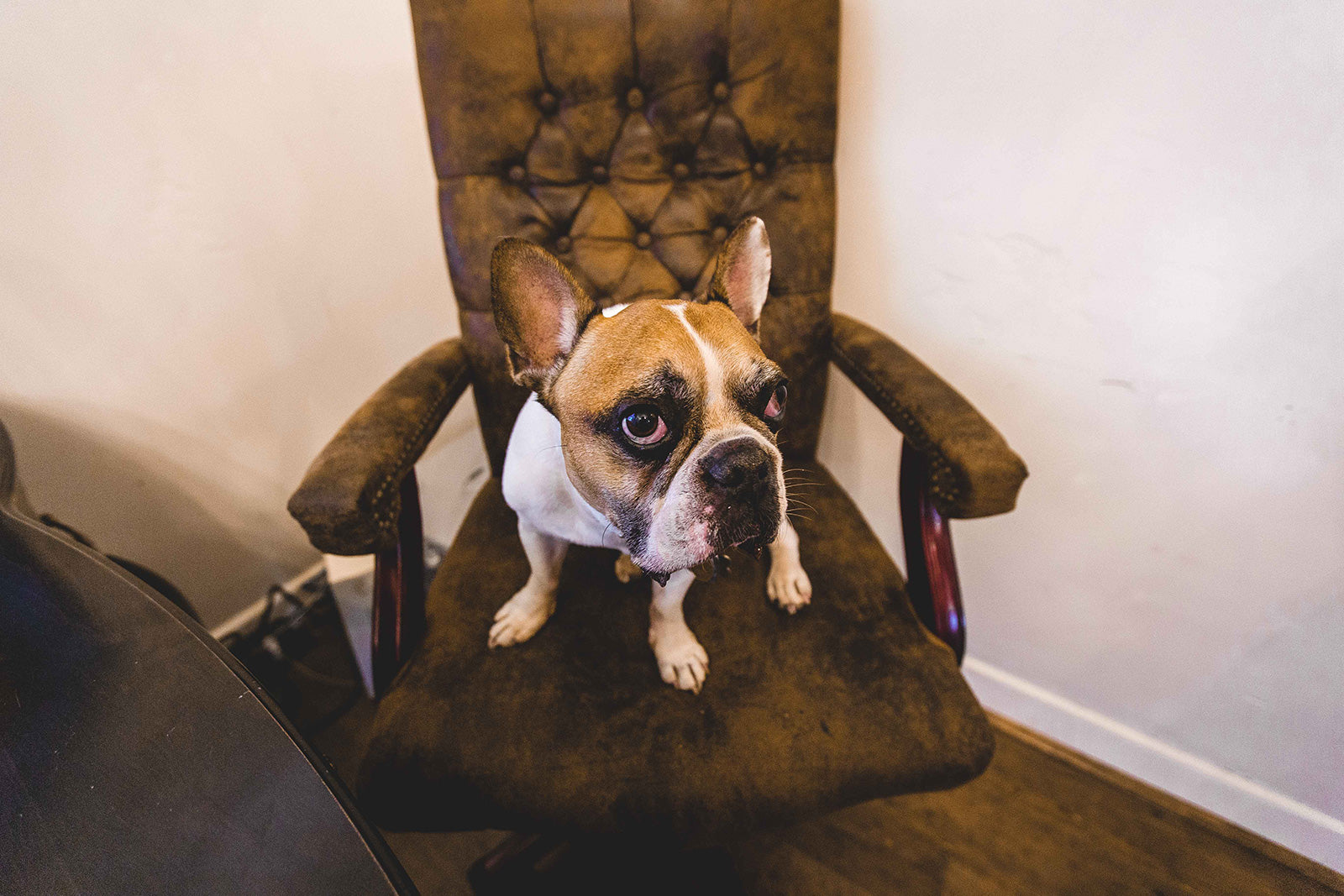 Shot of a dog on a chair.