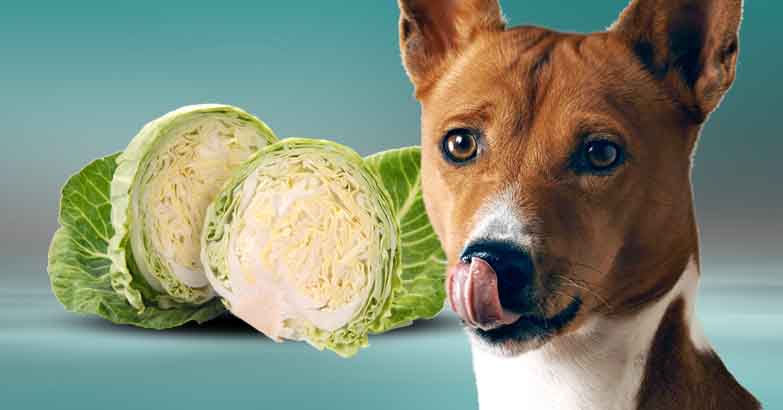 can a dog eat lettuce