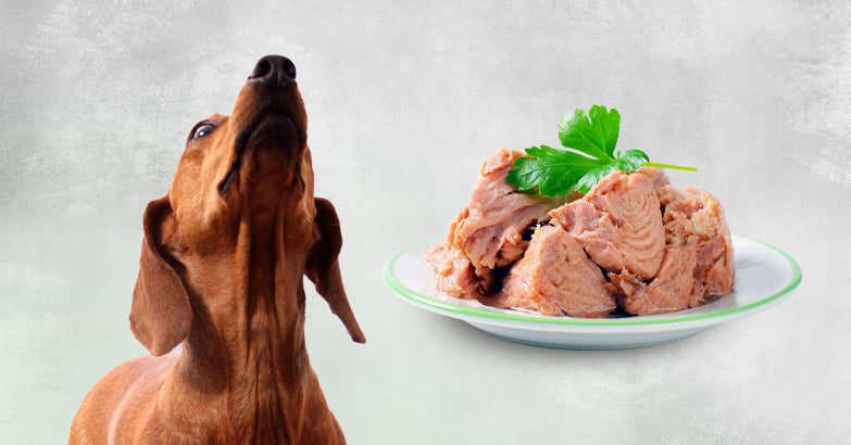 Can dogs eat clearance a pork shoulder bone