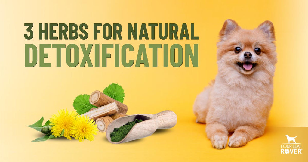 is dandelion root safe for dogs