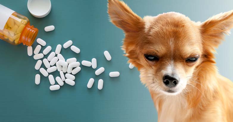 can antibiotics upset my dogs stomach