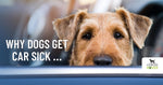 How To Stop Dog Car Sickness Naturally