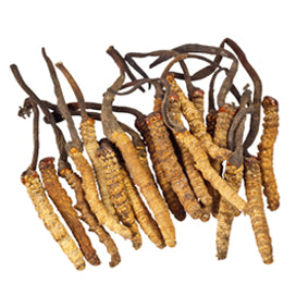 Cordyceps