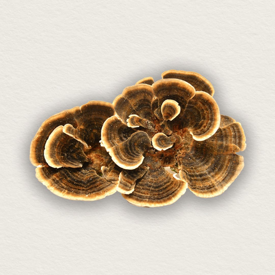 Organic turkey tail mushroom extract (Turkey Tail)