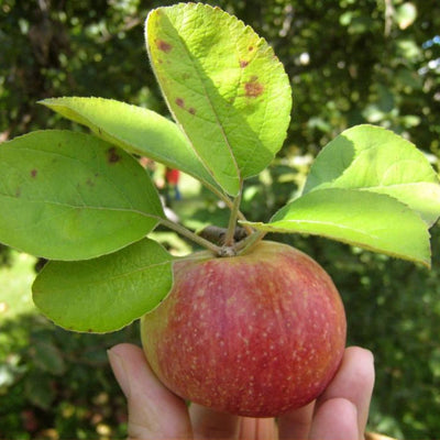 Go Apple Picking