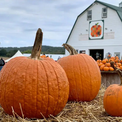 Visit A Pumpkin Patch