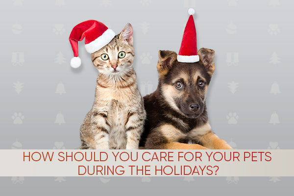 How Should You Care For Your Pet During the Holidays?