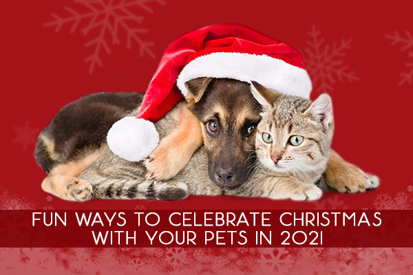 8 Fun Ways To Celebrate Christmas With Your Pets