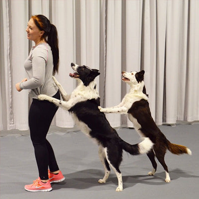 Teach your dog to dance 