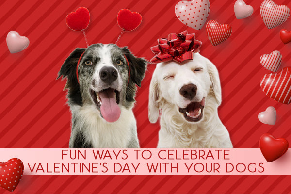 15 Ways To Celebrate Valentine’s Day With Your Dogs