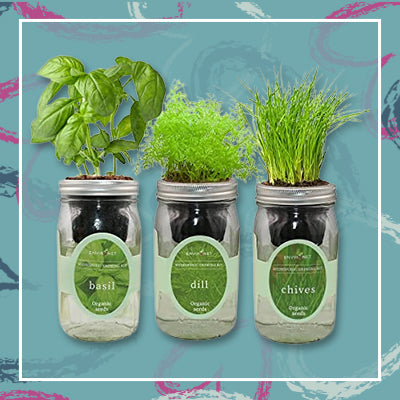 Mason Jar Indoor Herb Garden