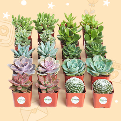 Live Succulent Plants Set