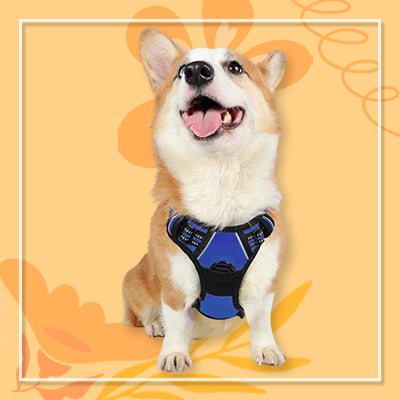 Dog Harness