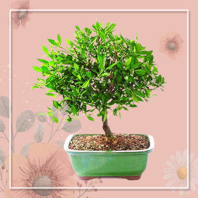 Azalea Bonsai