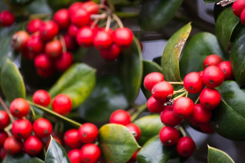 Coffee cherry in tree