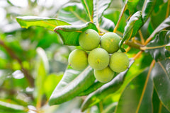 Tamanu Tree, raw ball fruit