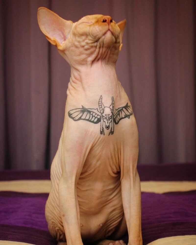 tattooed sphynx cat