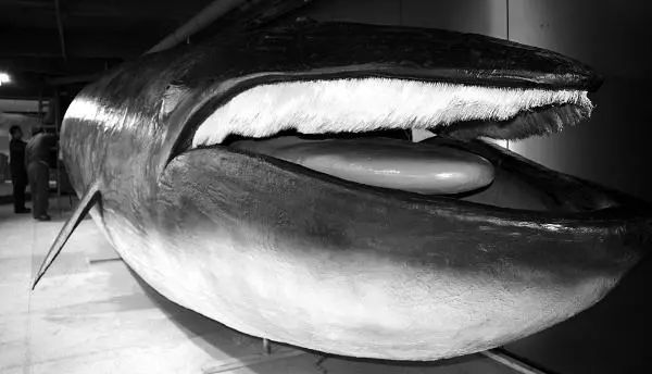 whale